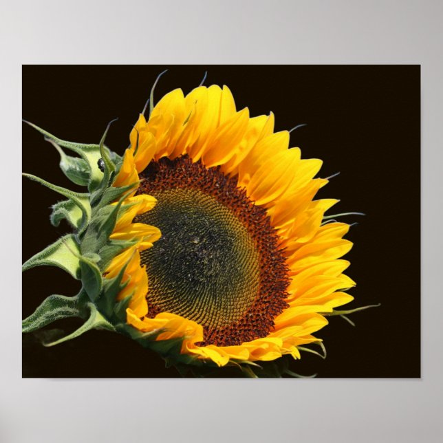 Affiche Tournesol Au Soleil (Devant)