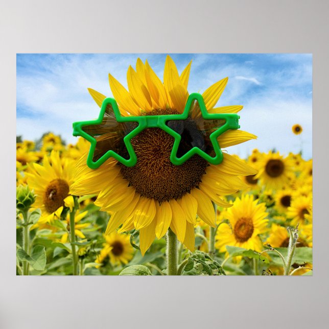 Affiche Tournesol Avec Lunettes De Soleil Étoile (Devant)
