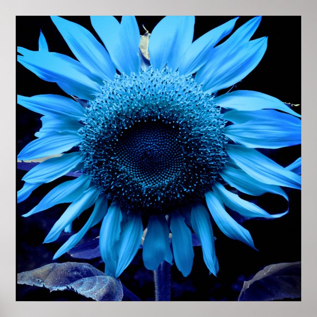 Affiche Tournesol bleu, marguerite bleue, fleur bleue (Devant)