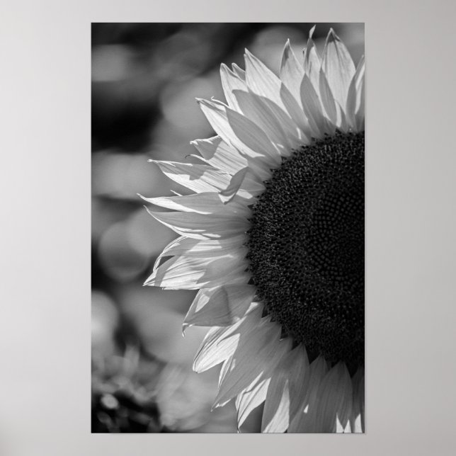 Affiche Tournesol Dans Le Champ NB (Devant)