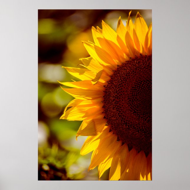 Affiche Tournesol Dans Le Champ Photographie (Devant)