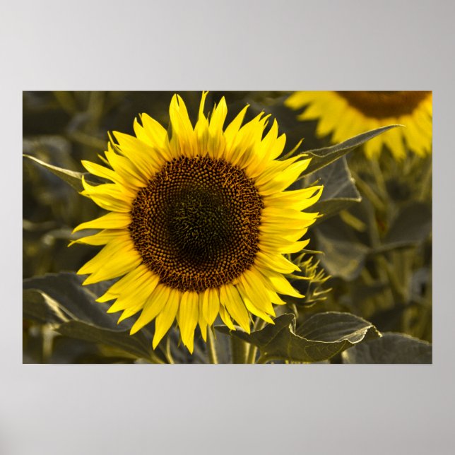 Affiche Tournesol Dans Un Champ Photographie (Devant)