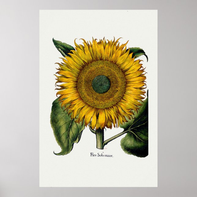 Affiche Tournesol de Hortus Eystettensis (Devant)