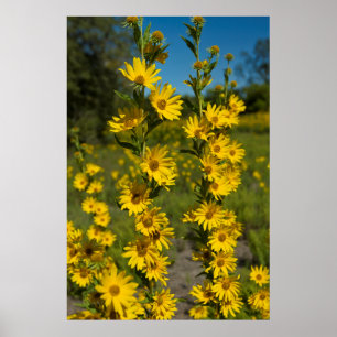 Affiche Tournesol de Maximilian (Helianthus Maximiliani)