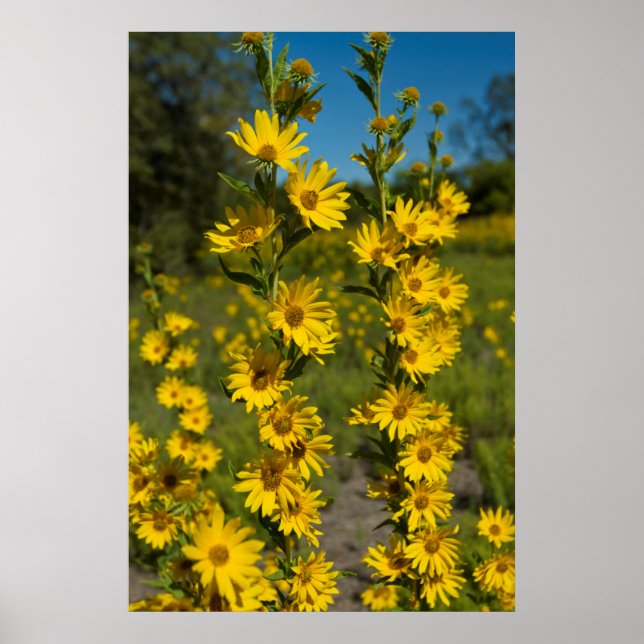 Affiche Tournesol de Maximilian (Helianthus Maximiliani) (Devant)