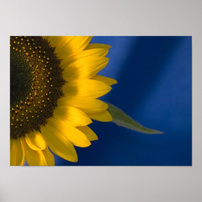 Affiche Tournesol en bleu (Devant)