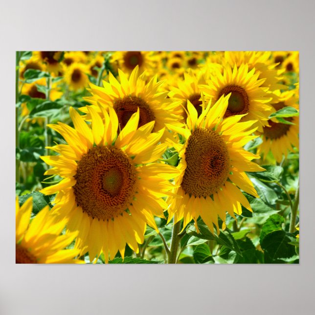 Affiche Tournesol en France (Devant)