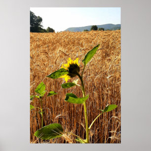 Affiche Tournesol et Blé