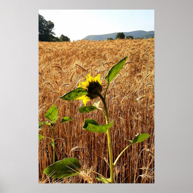 Affiche Tournesol et blé (Devant)