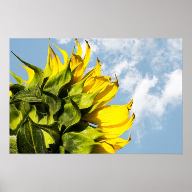 Affiche - Tournesol Et Ciel (Devant)