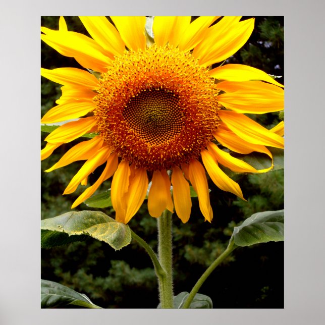 Affiche Tournesol géant, fleur jaune (Devant)