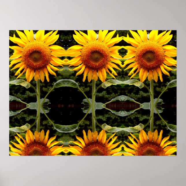 Affiche Tournesol géant, fleurs jaunes motif (Devant)
