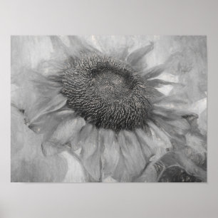 Affiche Tournesol Géant Style Vintage Art Noir Et Blanc