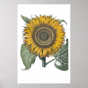 Affiche Tournesol Hortus Eystettensis, 1713 Petit