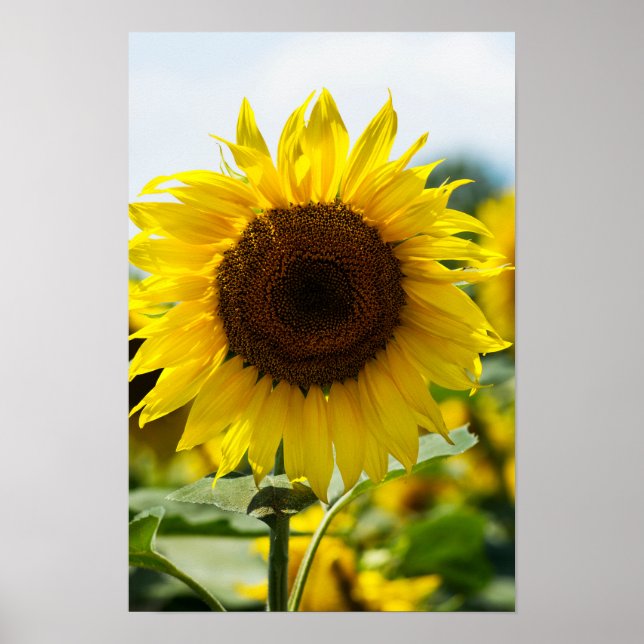 Affiche - Tournesol Isolé (Devant)