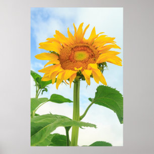 Affiche Tournesol, jardin communautaire, Moses Lake, WA, U