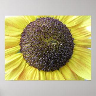 Affiche Tournesol jaune