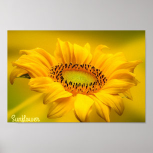Affiche Tournesol jaune clair Matte Mur Art
