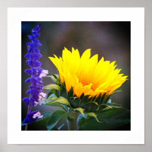Affiche Tournesol jaune vif Sauge russe violette Photo