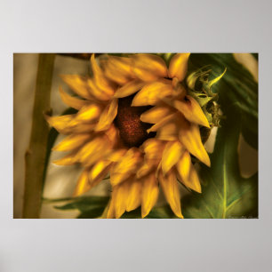 Affiche Tournesol - le tournesol