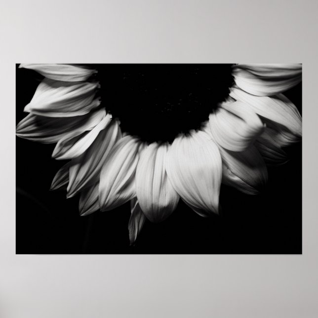Affiche Tournesol noir et blanc (Devant)