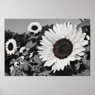 Affiche Tournesol noir et blanc