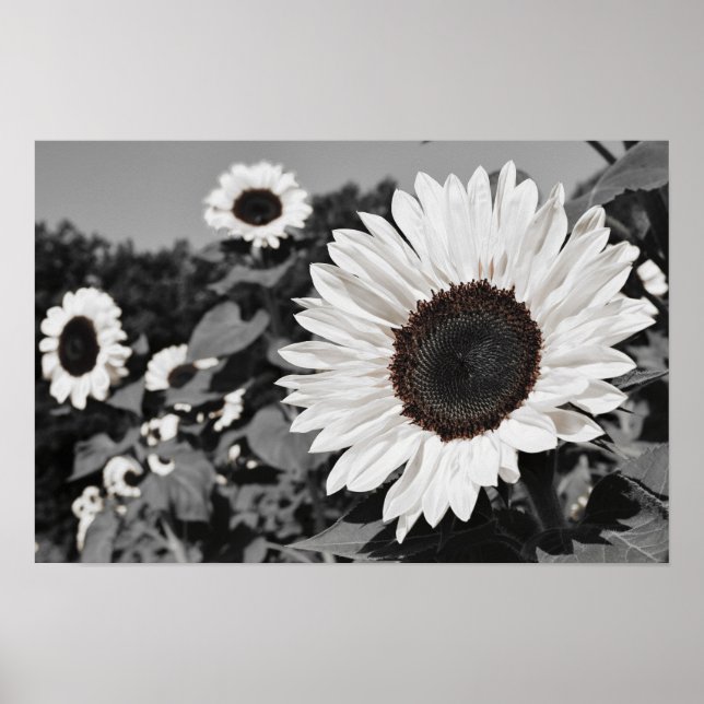 Affiche Tournesol noir et blanc (Devant)