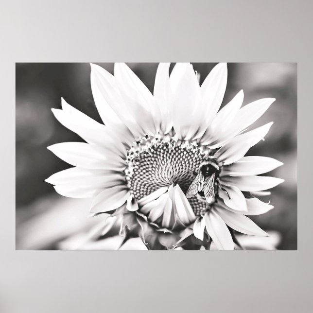 Affiche Tournesol noir et blanc et abeille (Devant)