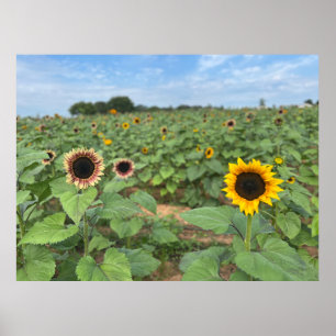 Affiche Tournesol - photo nature