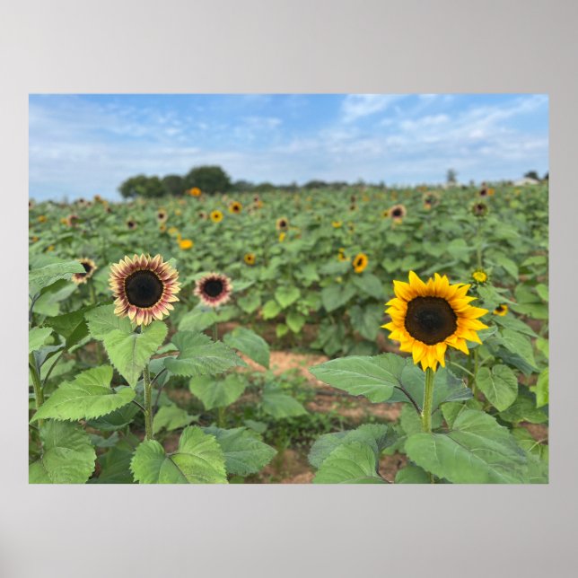 Affiche Tournesol - photo nature (Devant)