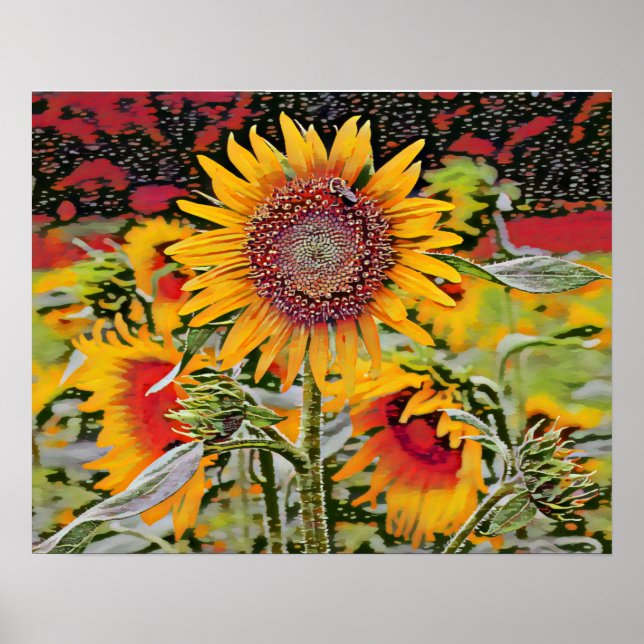 Affiche Tournesol rose (Devant)