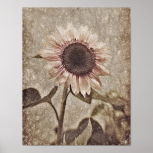 Affiche Tournesol rose vintage Sepia Brown Texture rustiqu