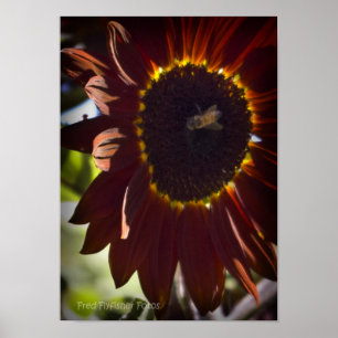 Affiche Tournesol rouge