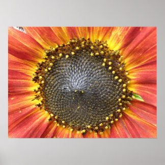 Affiche Tournesol rouge et jaune