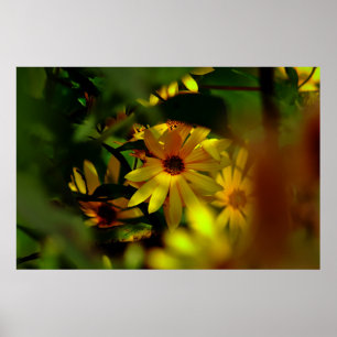 Affiche Tournesol sauvage