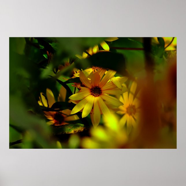 Affiche Tournesol sauvage (Devant)