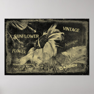 Affiche Tournesol Sepia Vintage Antique Ephemera Texture