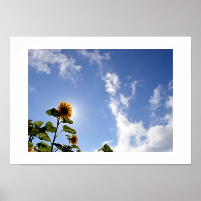 Affiche Tournesol & Soleil (Devant)