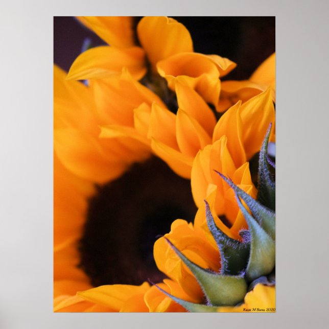 Affiche Tournesol Soleil d'Été (Devant)