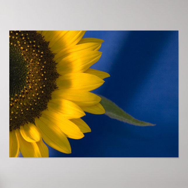 Affiche Tournesol sur Bleu (Devant)