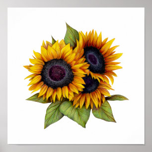 Affiche Tournesols