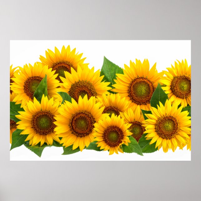 Affiche Tournesols (Devant)