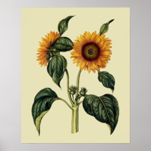 Affiche Tournesols Art antique du XVIIe siècle