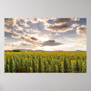 Affiche Tournesols au coucher du soleil