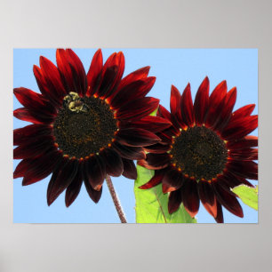 Affiche Tournesols de la Reine de velours