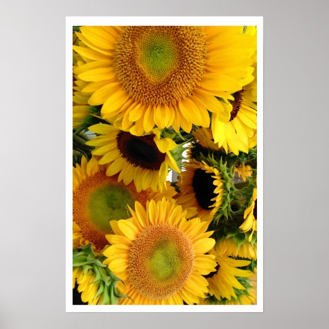 Affiche Tournesols Jaune Bunch de Bonheur (Devant)