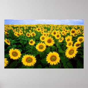 Affiche Tournesols pour toujours