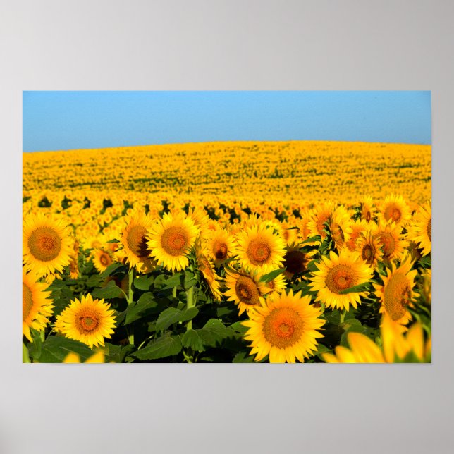 Affiche Tournesols sans fin (Devant)