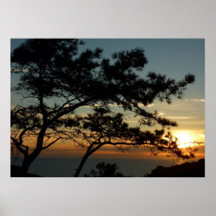 Affiche Tourrey Pine Sunset I California Paysage