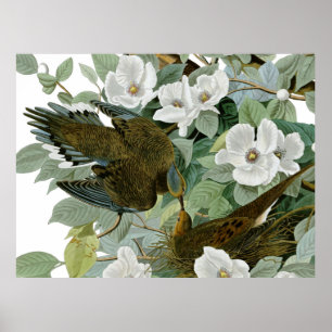 Affiche Tourterelle triste de Caroline Audubon